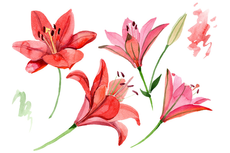 red-lily-flower-watercolor-png