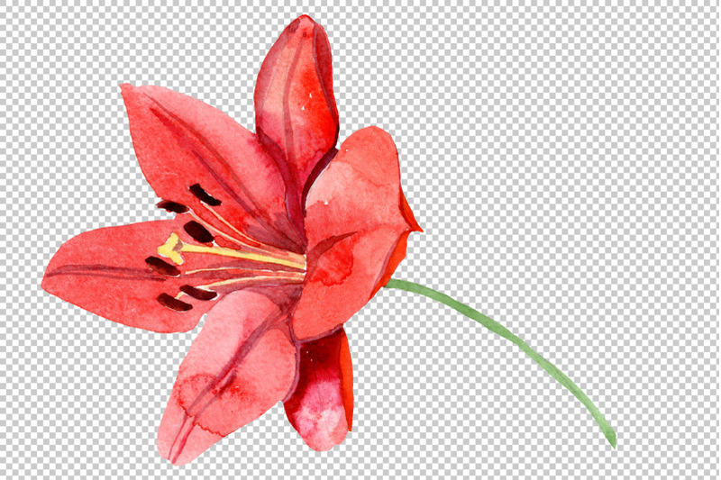red-lily-flower-watercolor-png