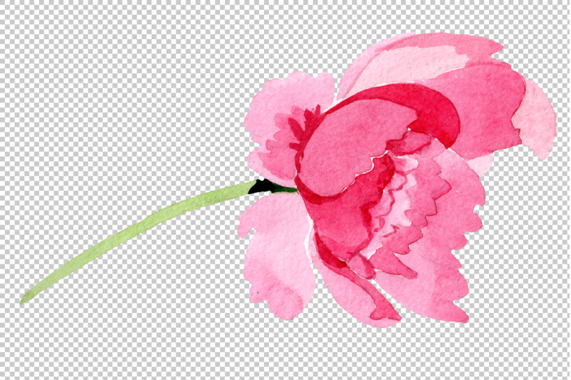 raspberry-red-peonies-flower-watercolor-png