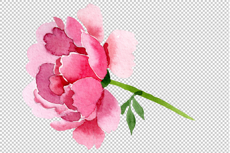 raspberry-red-peonies-flower-watercolor-png