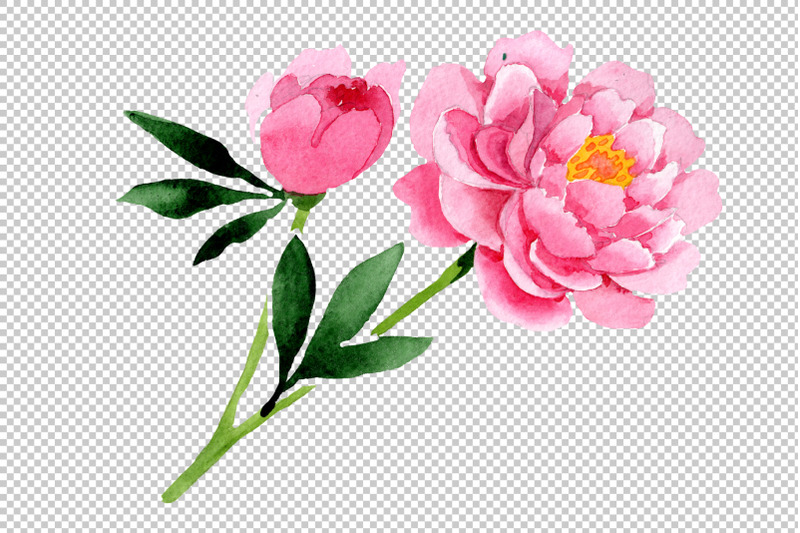 raspberry-red-peonies-flower-watercolor-png