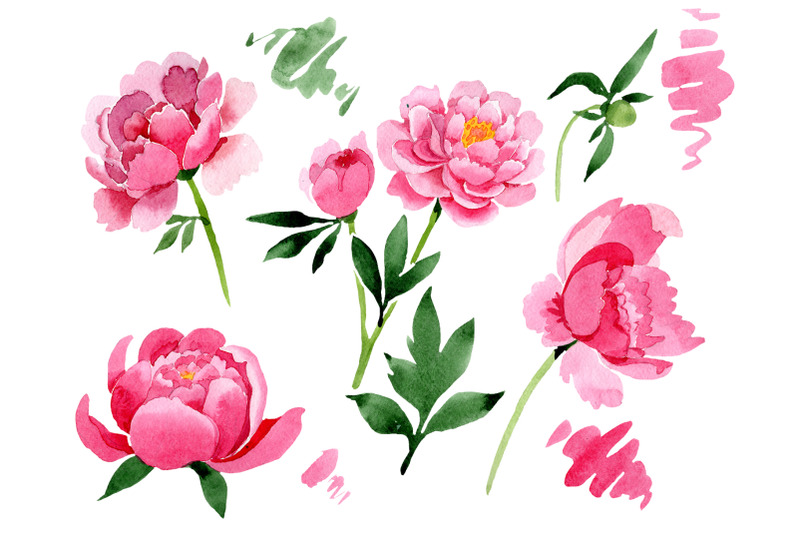 raspberry-red-peonies-flower-watercolor-png