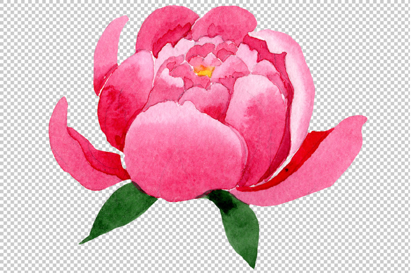 raspberry-red-peonies-flower-watercolor-png