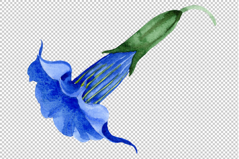 brugmansia-blue-flower-watercolor-png