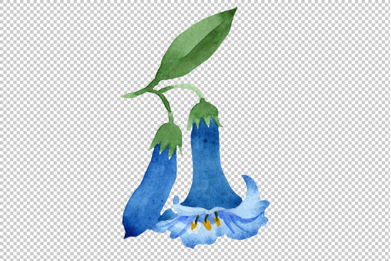 brugmansia-blue-flower-watercolor-png