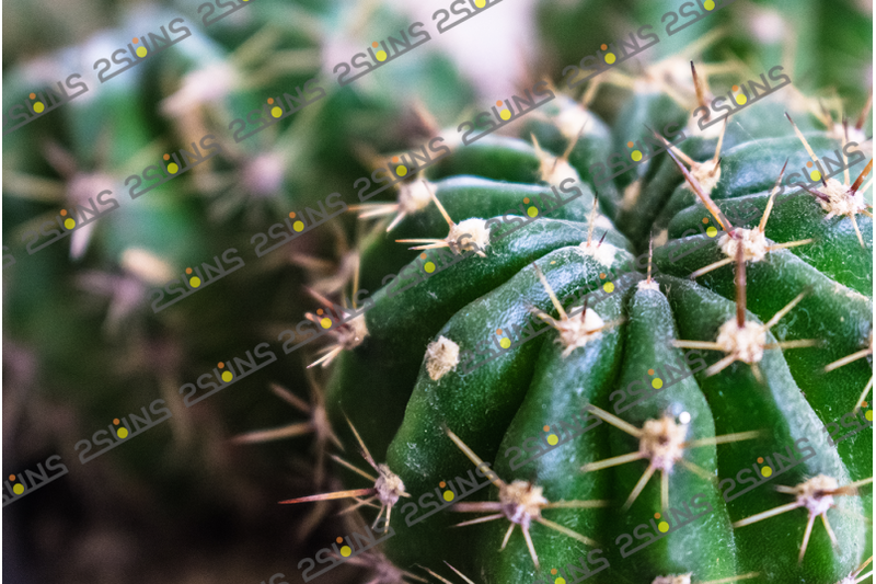 30-botanical-floral-digital-backdrop-fern-overlay-flower-textures