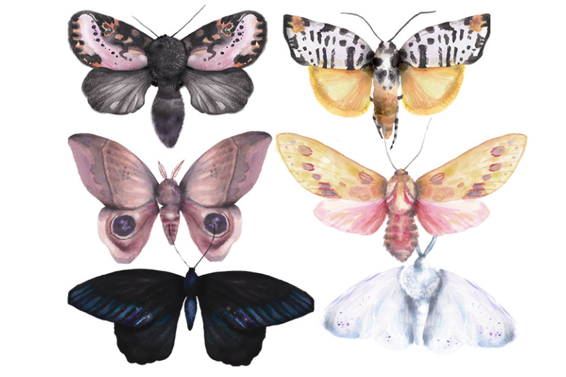 6-beautiful-unique-vintage-watercolor-moths-and-butterflies-set