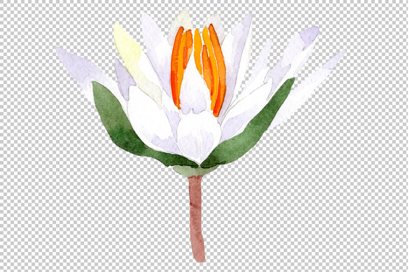 white-lotus-flower-watercolor-png