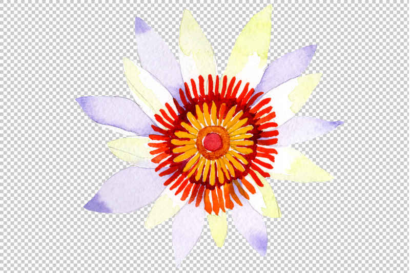 white-lotus-flower-watercolor-png