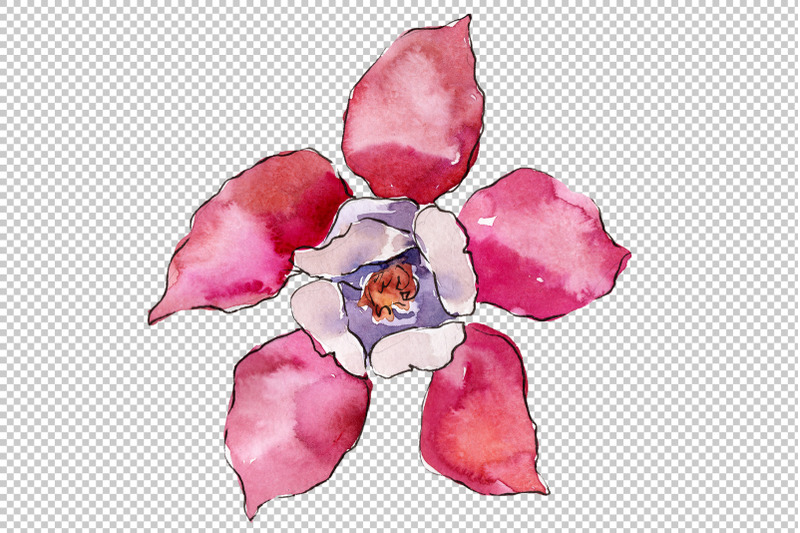 aquilegia-red-flower-watercolor-png