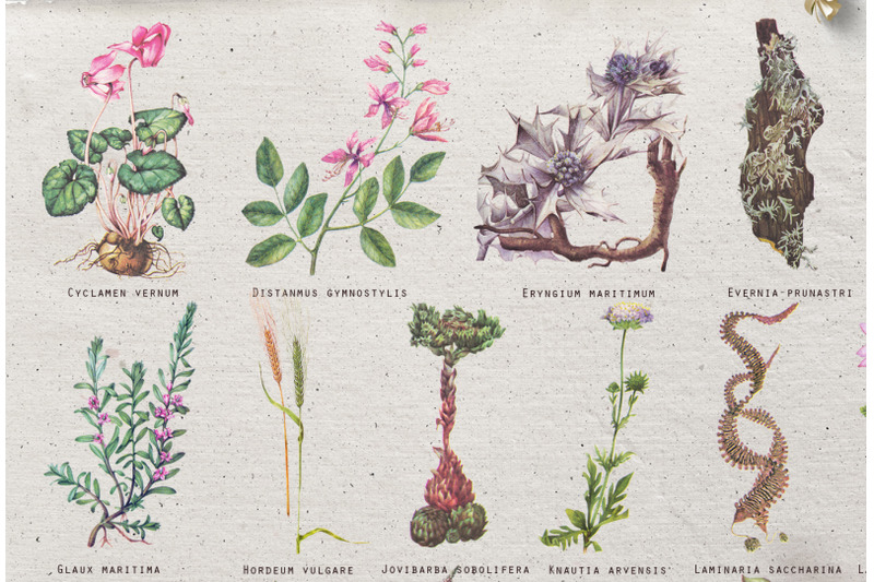 vintage-botanical-retro-floral-plants-and-succulents-set