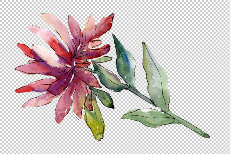 flower-asters-watercolor-png