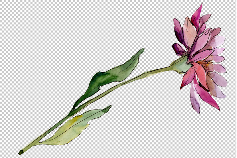 flower-asters-watercolor-png