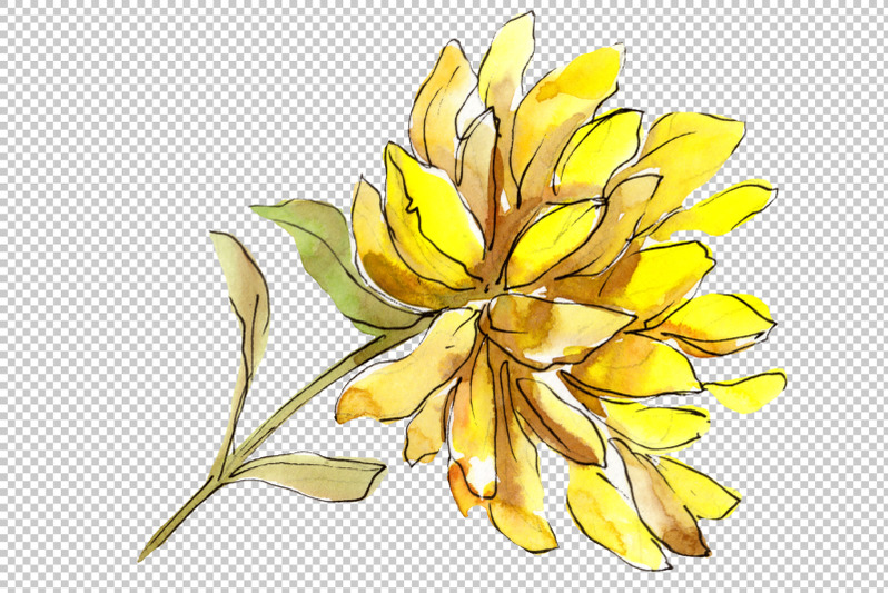 aster-flowers-yellow-red-watercolor-png