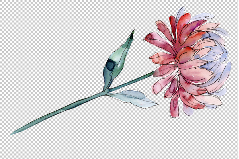 aster-flowers-strength-of-feelings-watercolor-png