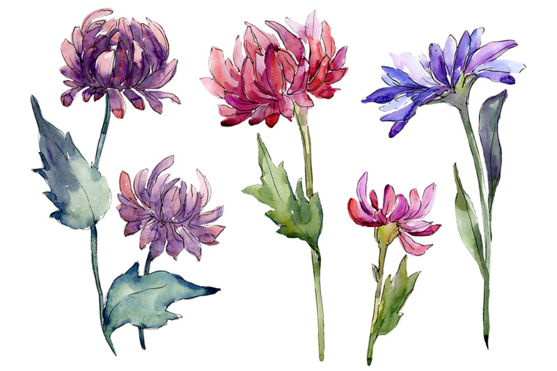 bouquet-of-flowers-aster-forest-fairy-watercolor-png