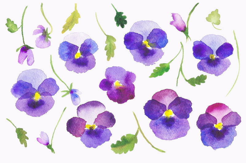 watercolour-flower-hand-painted-clip-art-violets-pansy-png