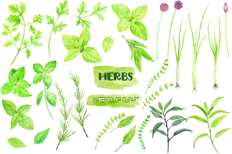 watercolor-clipart-herb-collection