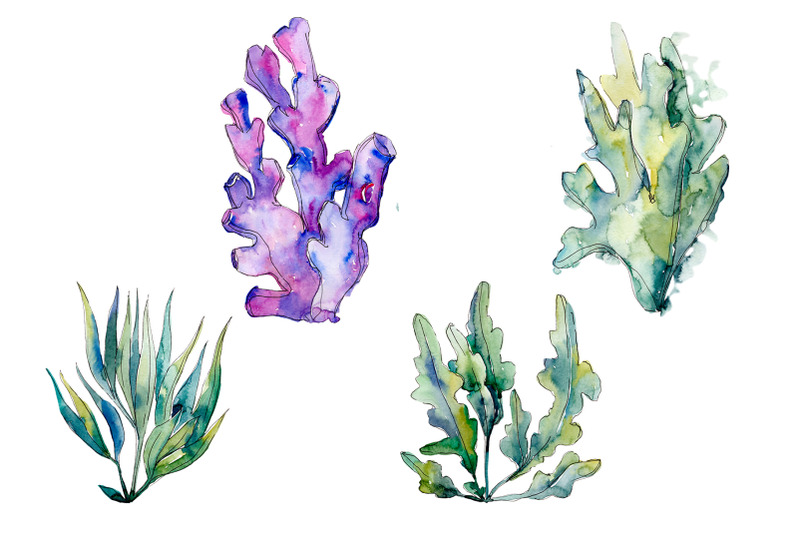 coral-acabaria-watercolor-png