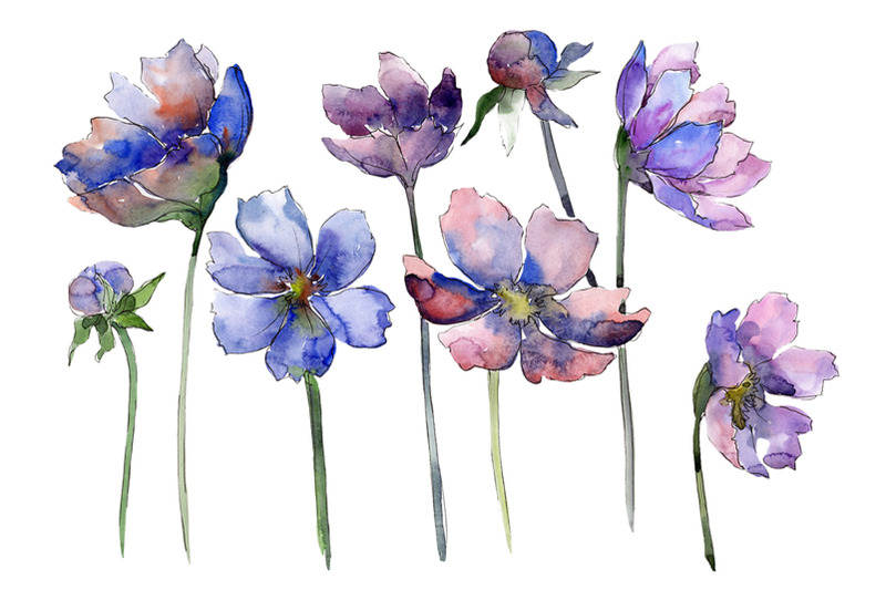 cosmos-flower-blue-watercolor-png