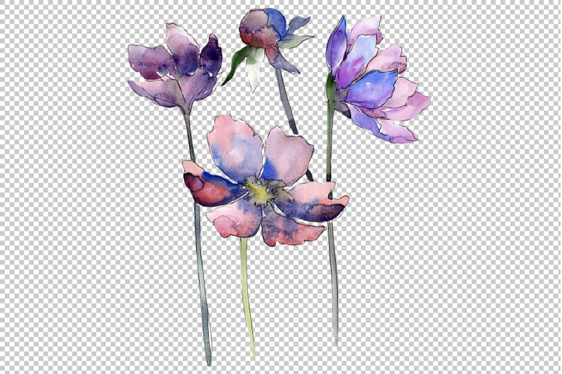 cosmos-flower-blue-watercolor-png