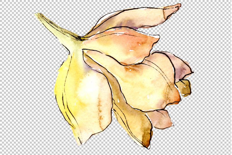flower-aquilegia-watercolor-png