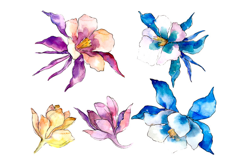 flower-aquilegia-watercolor-png