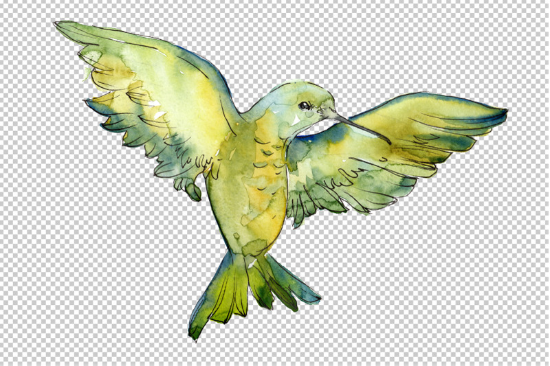 colibri-small-bird-watercolor-png