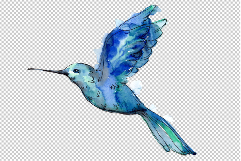 colibri-small-bird-watercolor-png