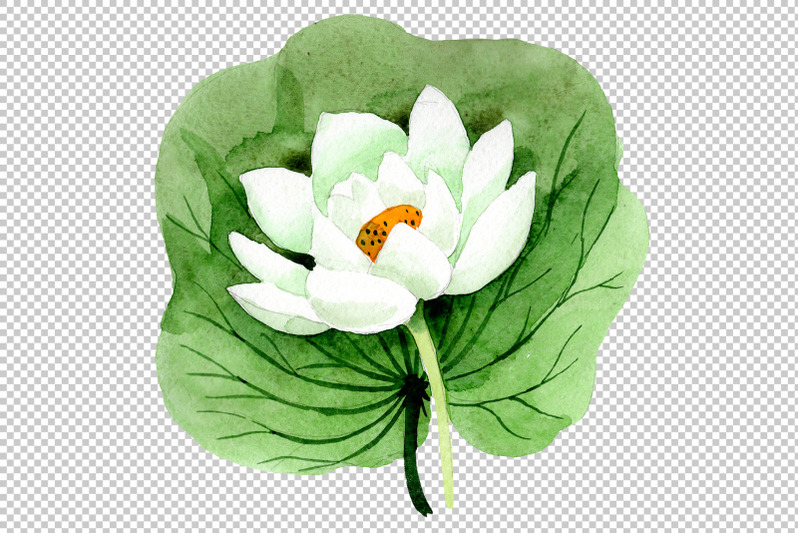 flower-white-lotus-watercolor-png