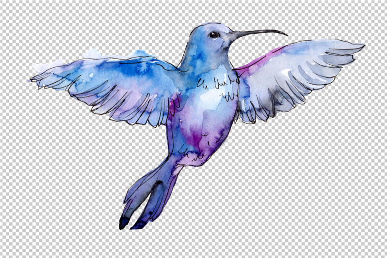 nature-world-bird-hummingbird-watercolor-png