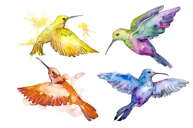 nature-world-bird-hummingbird-watercolor-png