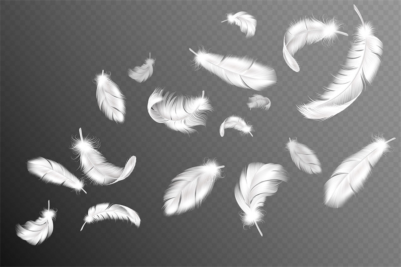 flying-feathers-falling-twirled-fluffy-realistic-white-swan-dove-or