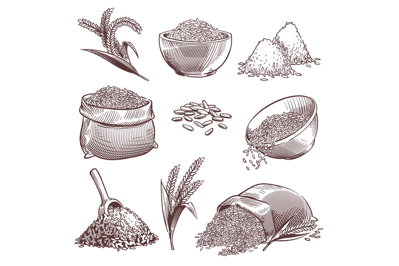 sketch-rice-vintage-hand-drawn-asian-grains-and-ear-pile-of-wild-ric