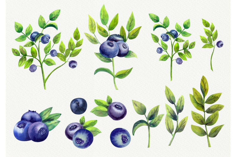 blueberry-the-gifts-of-the-forest