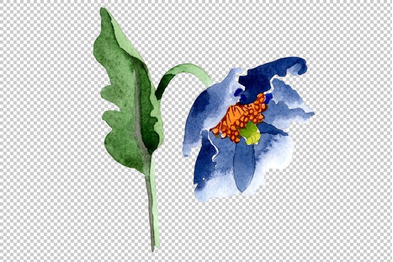 blue-poppy-flower-watercolor-png