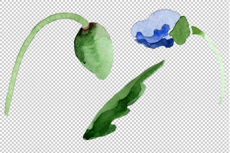 blue-poppy-flower-watercolor-png