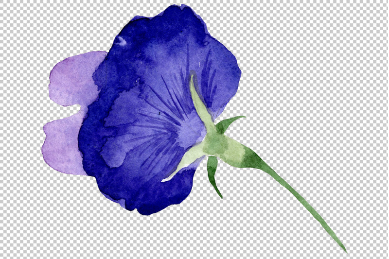 purple-sweet-pea-flower-watercolor-png