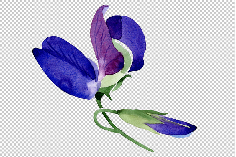 purple-sweet-pea-flower-watercolor-png