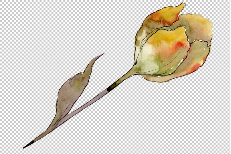 tulips-flower-watercolor-png
