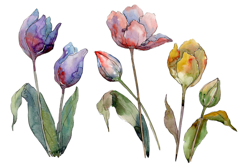 tulips-flower-watercolor-png
