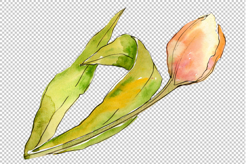 bouquet-of-flowers-from-tulips-romance-watercolor-png