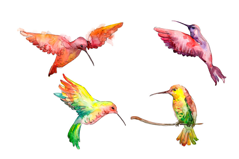hummingbird-bird-family-watercolor-png