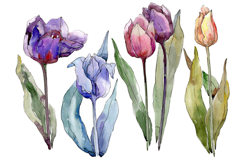 flowers-tulips-cute-compliment-watercolor-png