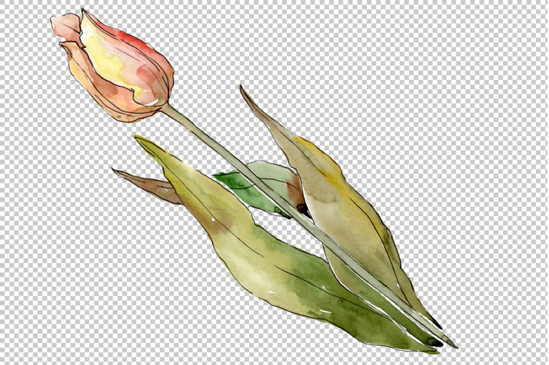 flowers-tulips-cute-compliment-watercolor-png