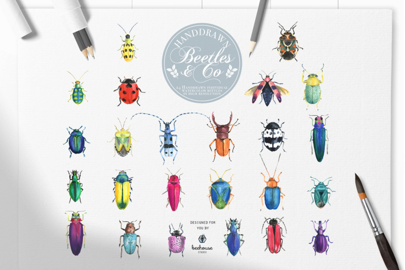 handdrawn-watercolor-beetles-amp-co