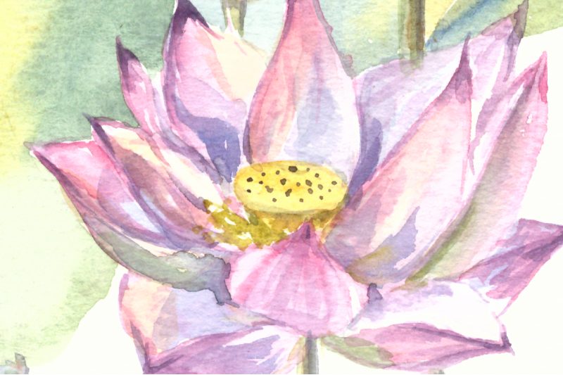 watercolor-waterlily-illustration
