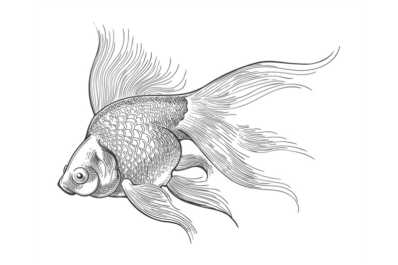 goldfish-vintage-sketch
