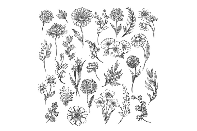 vintage-flower-and-herbs-sketch