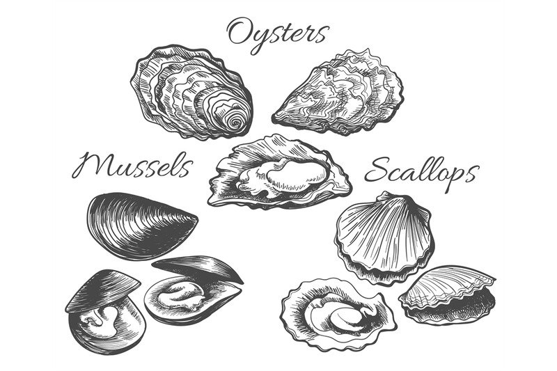 oysters-and-scallops-sketch